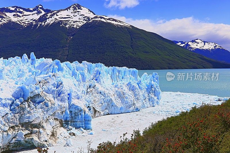 莫雷诺冰川和红色野花，阿根廷湖- El Calafate，巴塔哥尼亚